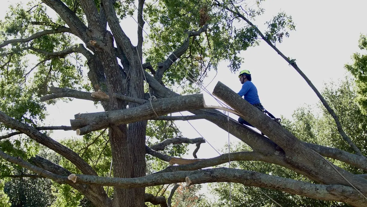 Professional Crown Thinning performed by certified arborists in Garland